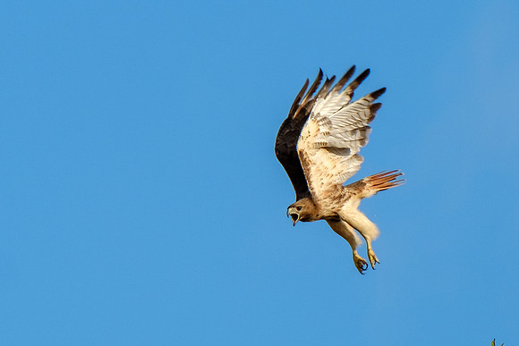 Gulf Shores Wildlife Photographer