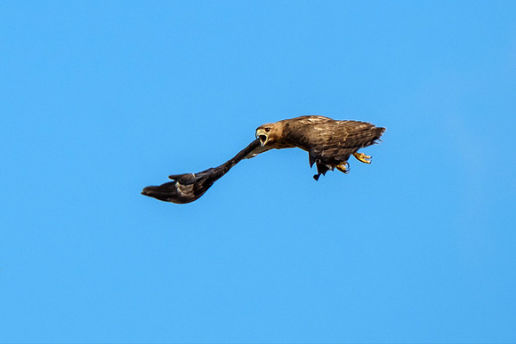 Gulf Shores Wildlife Photographer