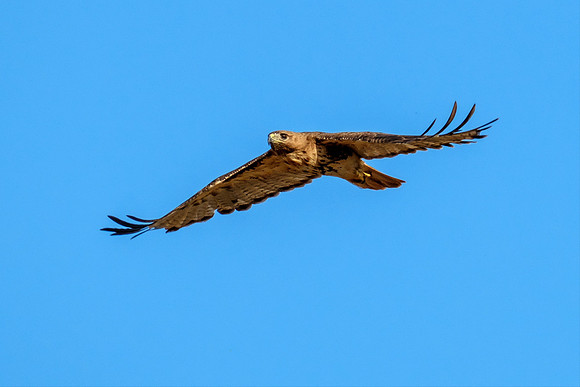 Gulf Shores Wildlife Photographer