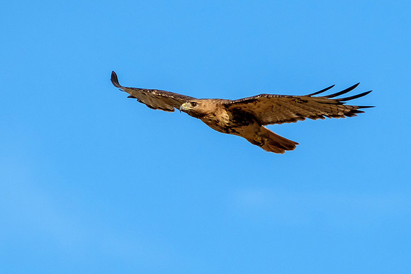 Gulf Shores Wildlife Photographer