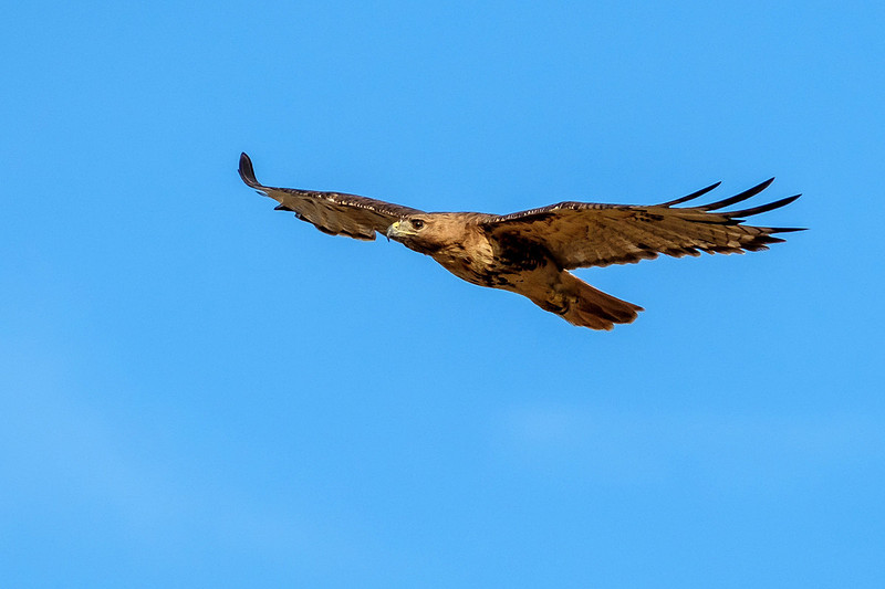 Gulf Shores Wildlife Photographer