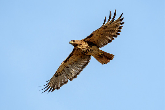 Gulf Shores Wildlife Photographer