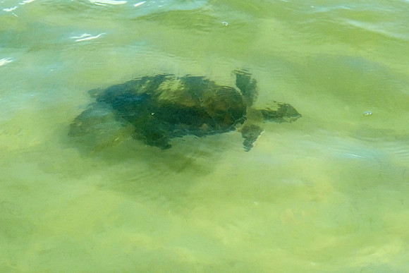 Green Sea Turtle in Gulf Shores