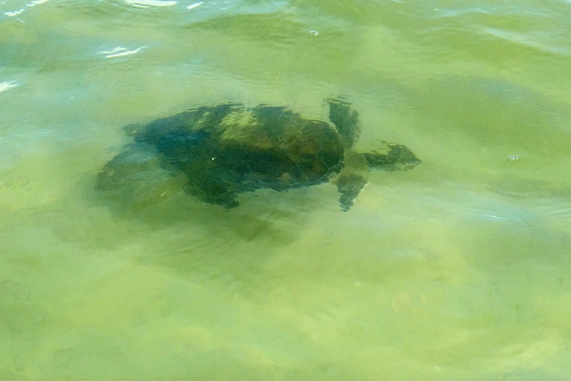 Green Sea Turtle in Gulf Shores