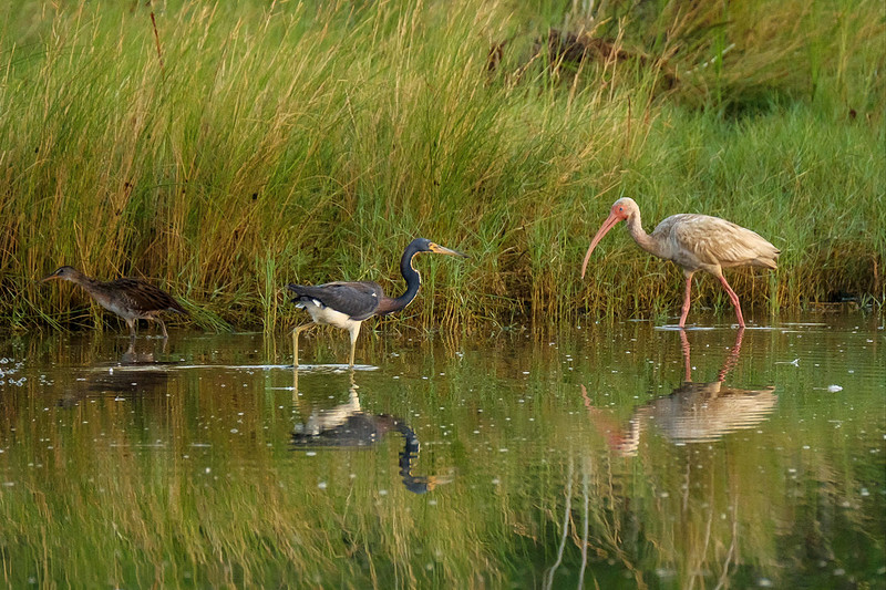 Tri-colored heron