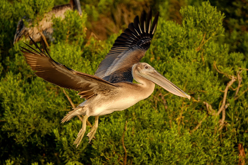 Alabama Brown Pelican
