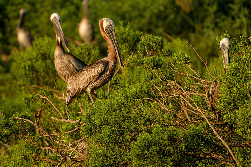 Alabama Brown Pelican