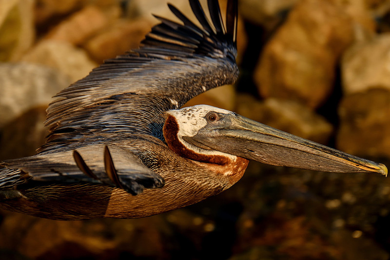 Alabama Brown Pelican