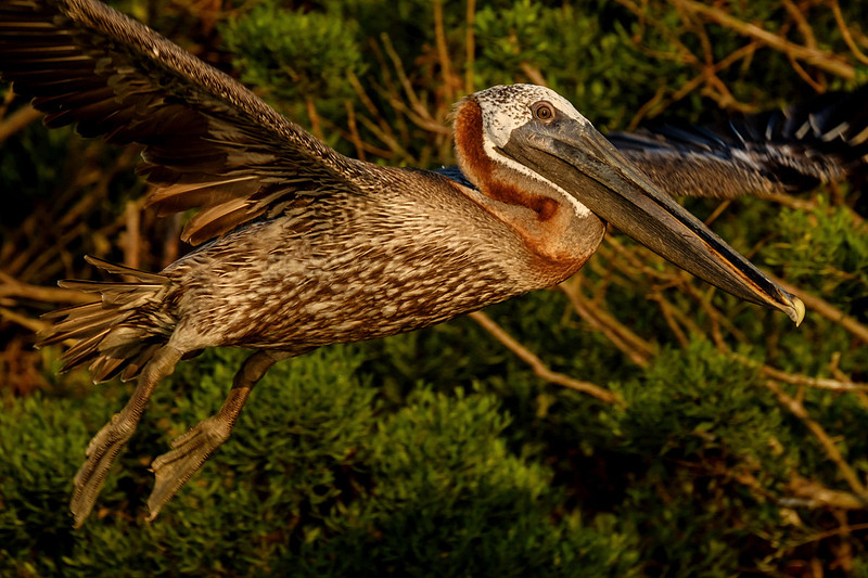 Alabama Brown Pelican
