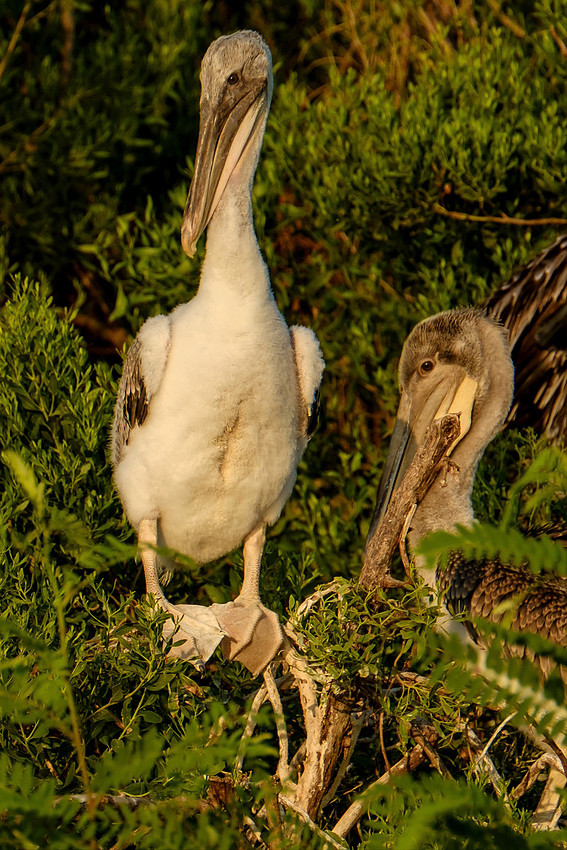 Pelican Chick at Gailard Island