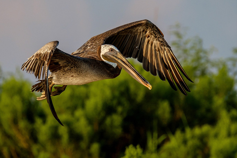 Alabama Brown Pelican