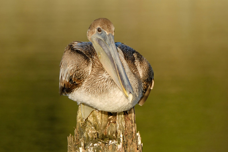 Immature Brown Pelican on the Causeway