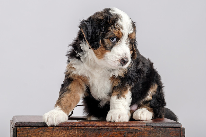 Pet Portrait Photographer Baldwin County