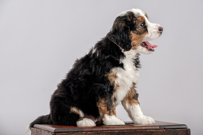 Pet Portrait Photographer Mobile Alabama