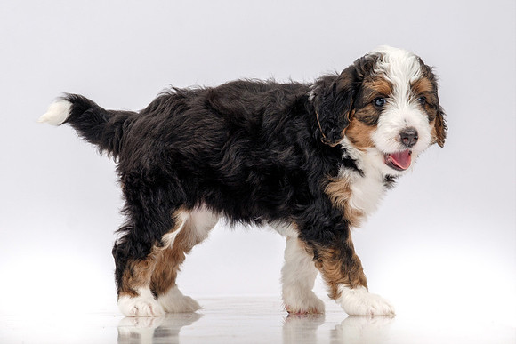 Pet Portrait Photographer Pensacola Florida