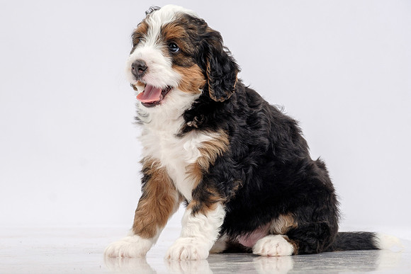 Pet Portrait Photographer Baldwin County
