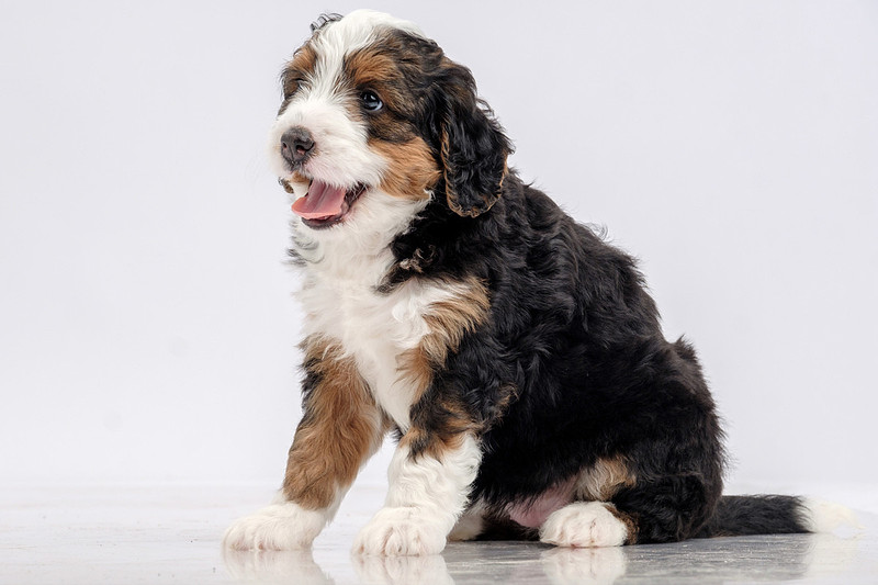 Pet Portrait Photographer Baldwin County