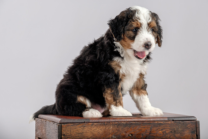 Pet Portrait Photographer Foley