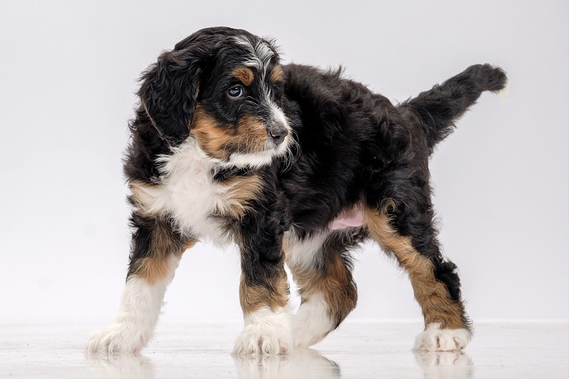 Pet Portrait Photographer Baldwin County