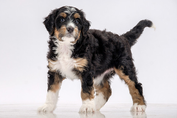 Pet Portrait Photographer Baldwin County