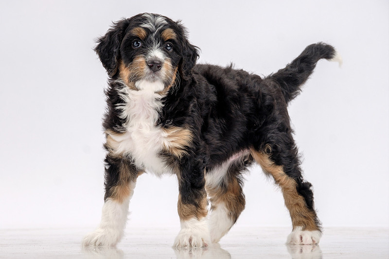 Pet Portrait Photographer Baldwin County