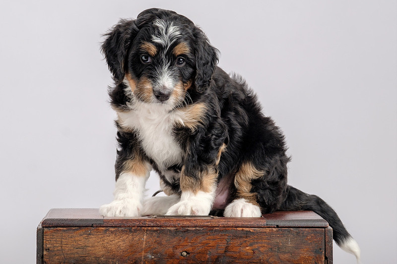 Pet Portrait Photographer Baldwin County
