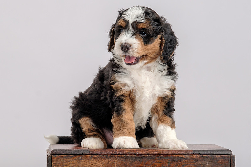 Pet Portrait Photographer Baldwin County