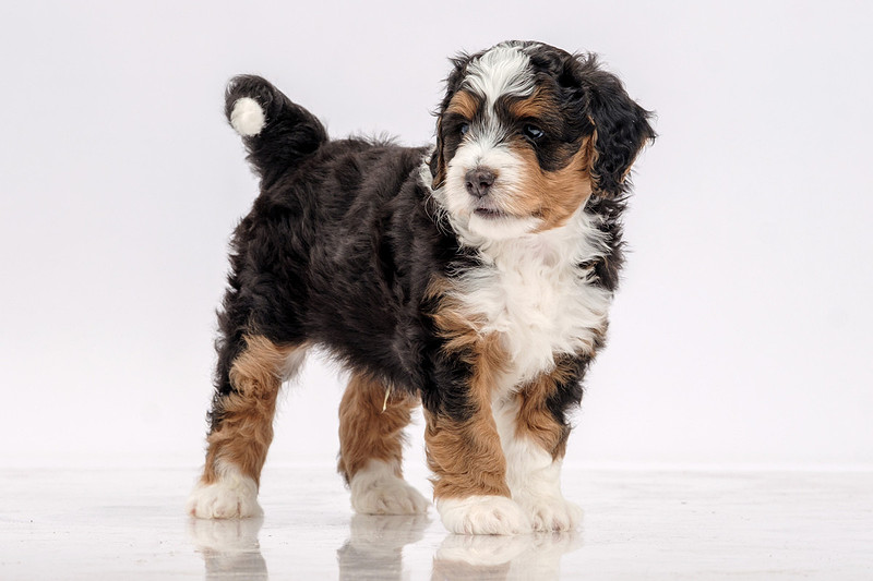 Pet Portrait Photographer Baldwin County