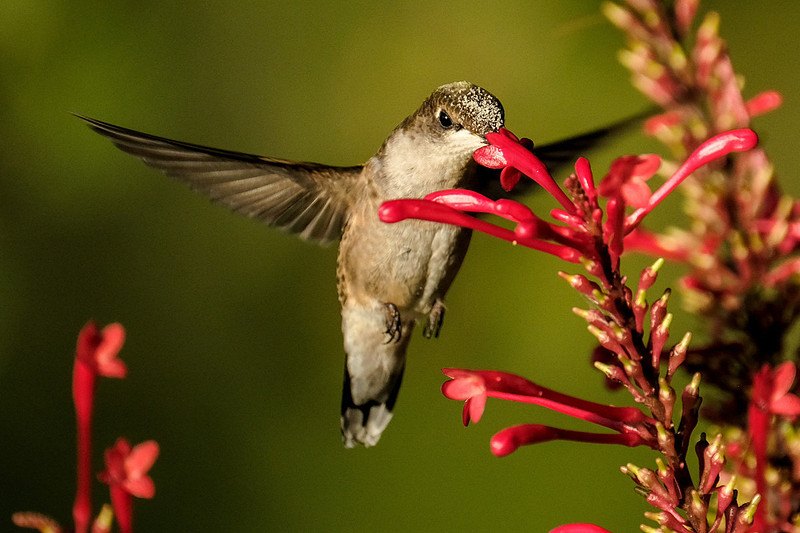 Ruby-throated Hummingbird Photography