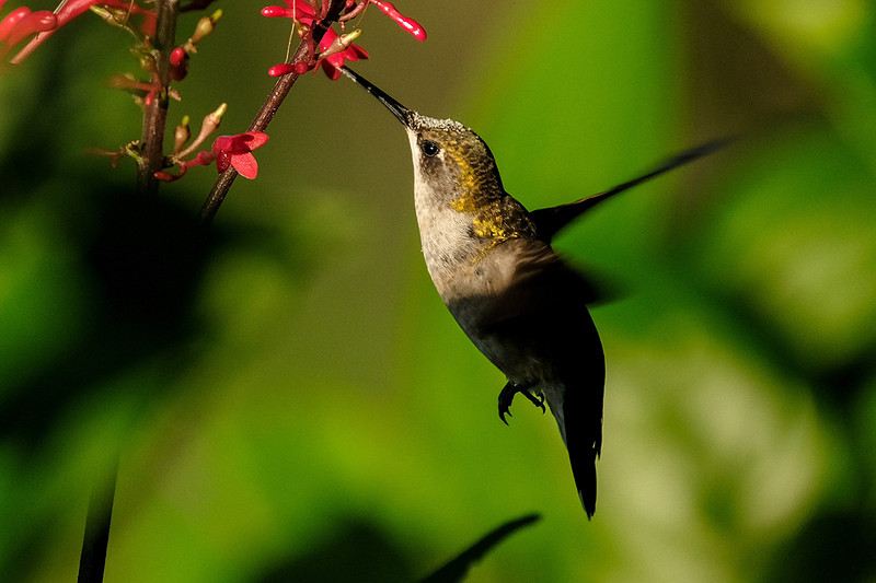 Ruby-throated Hummingbird Photography