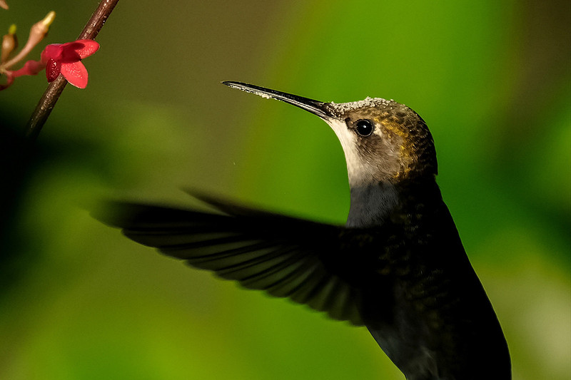 Ruby-throated Hummingbird Photography