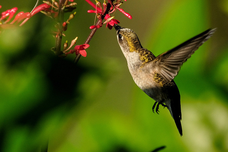 Ruby-throated Hummingbird Photography