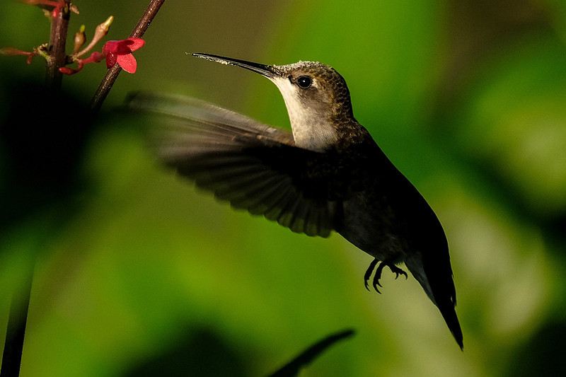 Ruby-throated Hummingbird Photography