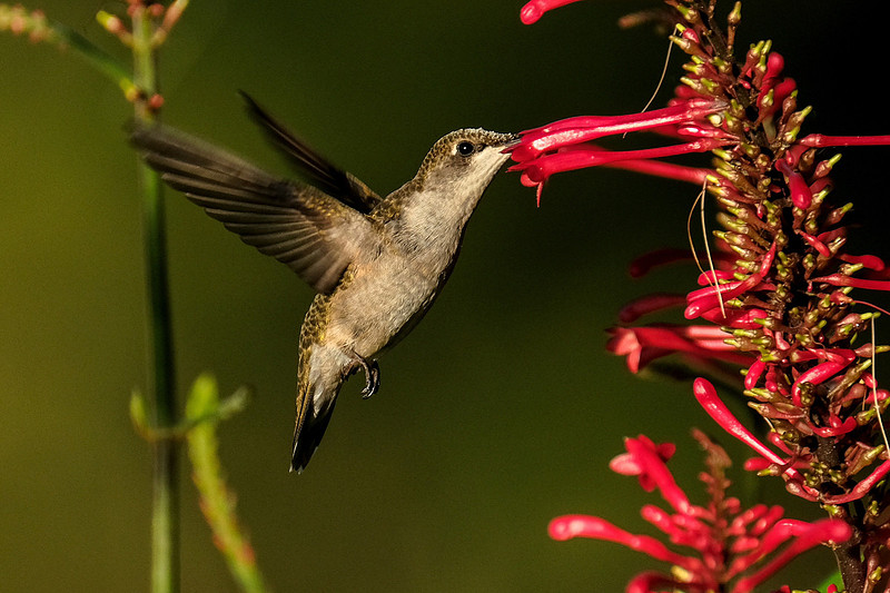 Ruby-throated Hummingbird Photography