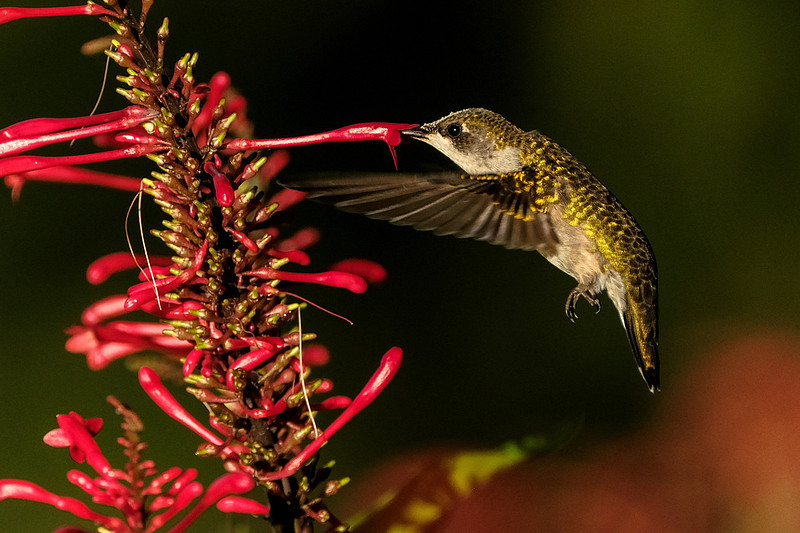 Ruby-throated Hummingbird Photography