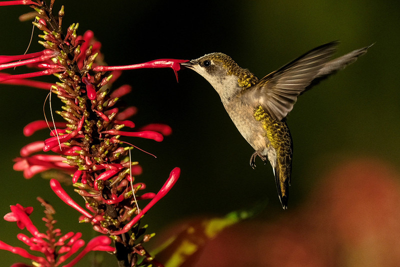Ruby-throated Hummingbird Photography