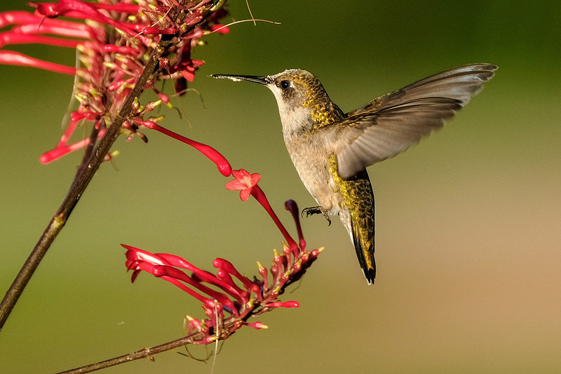 Ruby-throated Hummingbird Photography