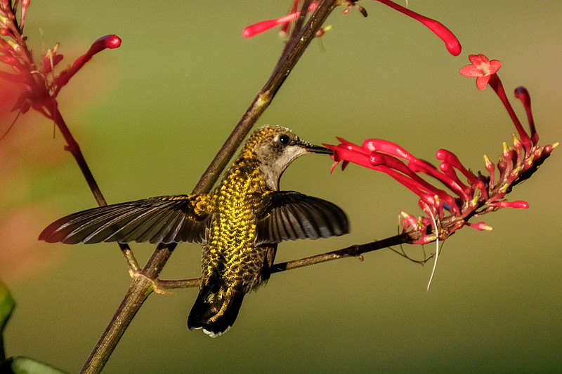 Ruby-throated Hummingbird Photography