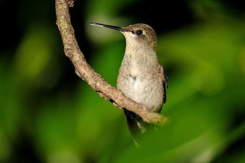 Ruby-throated Hummingbird Photography