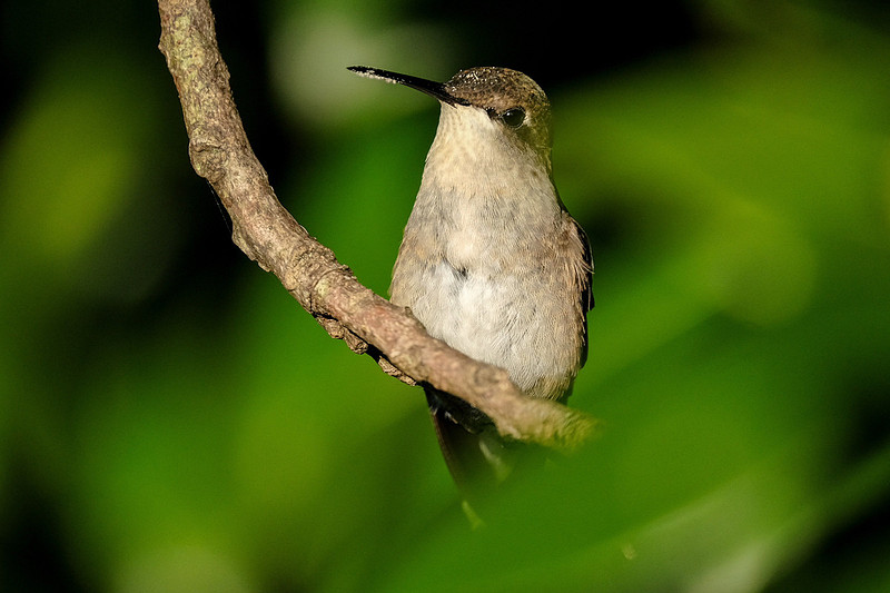 Ruby-throated Hummingbird Photography