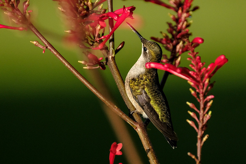 Ruby-throated Hummingbird Photography