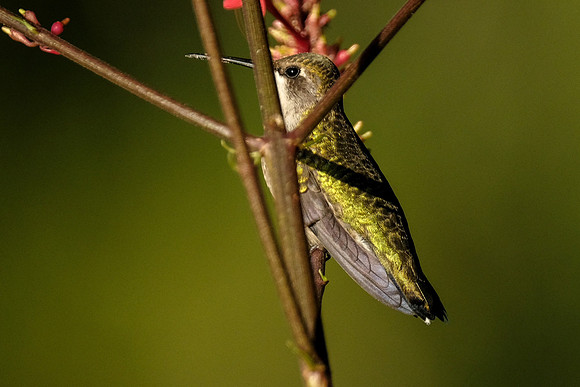 Ruby-throated Hummingbird Photography