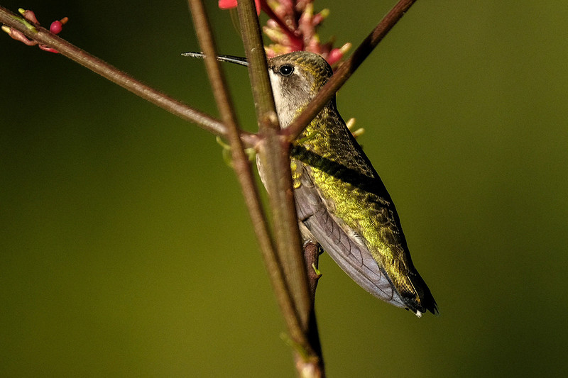 Ruby-throated Hummingbird Photography