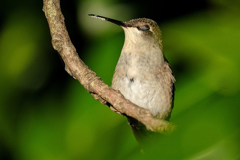 Ruby-throated Hummingbird Photography