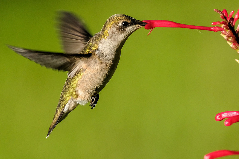 Ruby-throated Hummingbird Photography