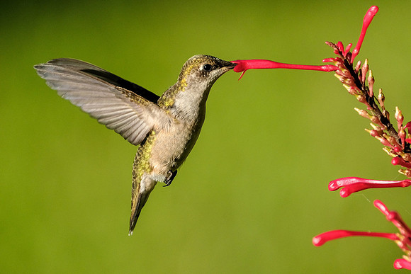 Ruby-throated Hummingbird Photography