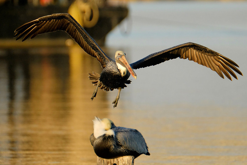 Flying Brown Pelican on the Causeway