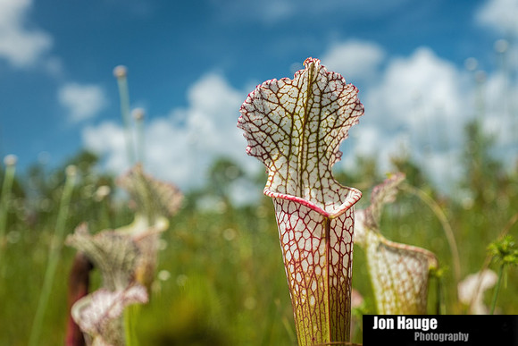 Baldwin County Photographer