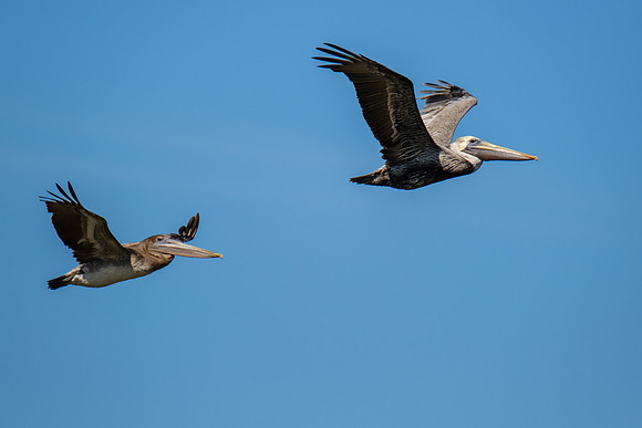 Brown Pelicans in Gulf Shores