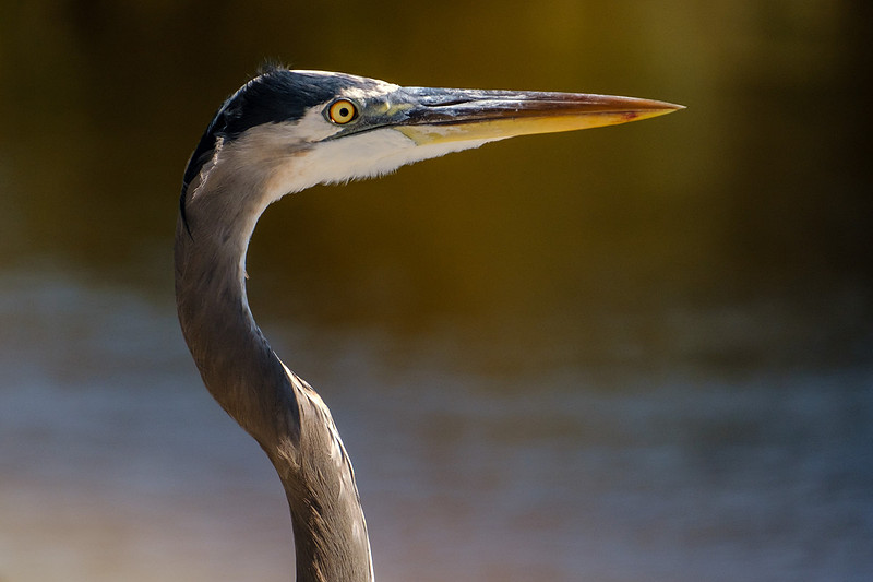 Great Blue Heron in Gulf Shores